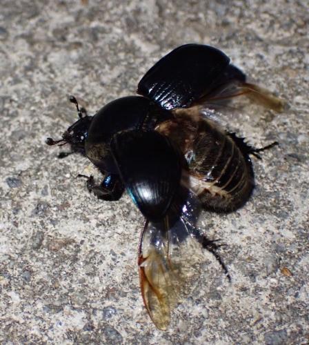 Réf. 309 299 : Geotrupes spiniger